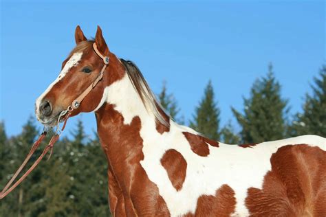 Painted horse - Explore the vibrant world of the American Paint Horse, celebrated for its colorful coat patterns. Learn about its history, traits, and its equestrian appeal.